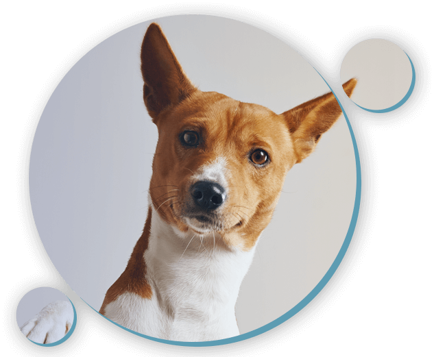 Pets Hyperbaric Chambers 1 Pets-banner-img